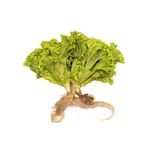 Bolsa-De-Lechuga-Hidroponica-1-1-889541