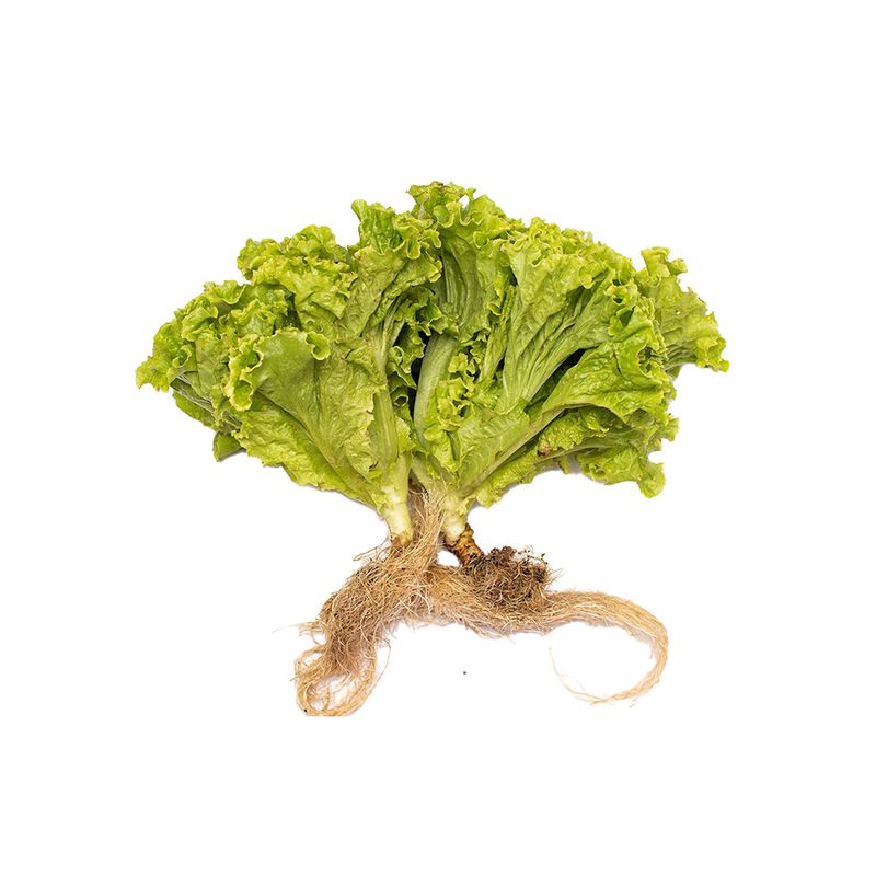 Bolsa-De-Lechuga-Hidroponica-1-1-889541