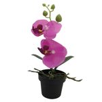 Flores-En-Maceta-2c-D2-Krea-3-884058