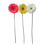 Gerbera-Tl-69cm-Rosado-Krea-1-884051