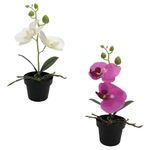 Flores-En-Maceta-2c-D2-Krea-1-884058
