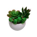 Suculenta-D3-Krea-1-884077