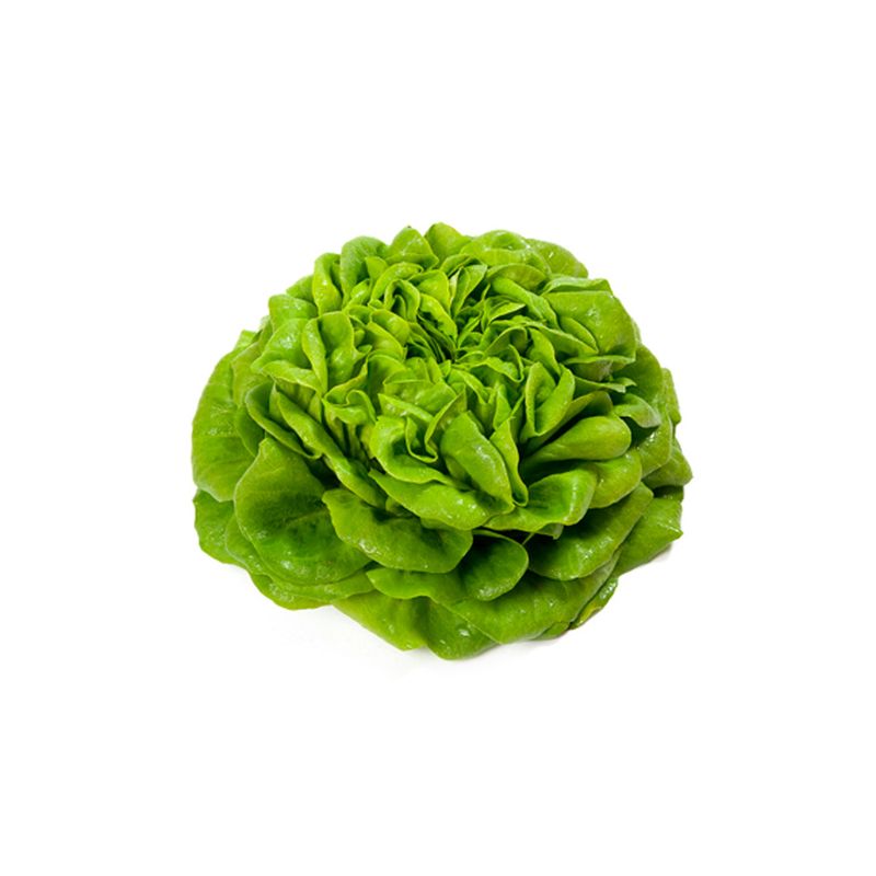 Lechuga-Salanova-1-13026