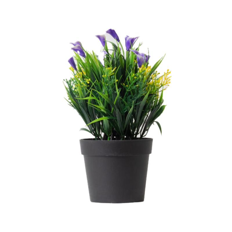 Planta-Campanilla-Azul-S-mx1-1-977353
