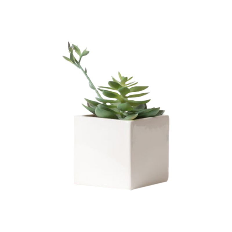Planta-Suculenta-2-S-mx1-1-977366