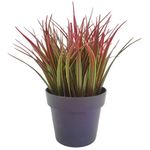 Planta-Velvet-Paraiso-22cm-Oi23-Krea-1-893313
