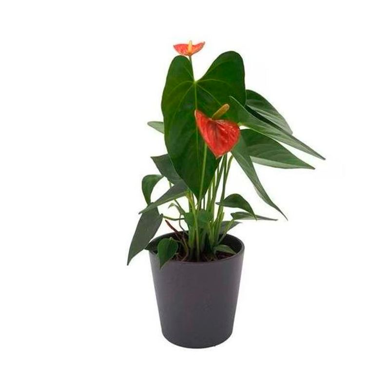 Planta-Floral-Sef-30-Cm-1-995659