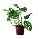 Planta-Petit-Sef-15-Cm-1-995663