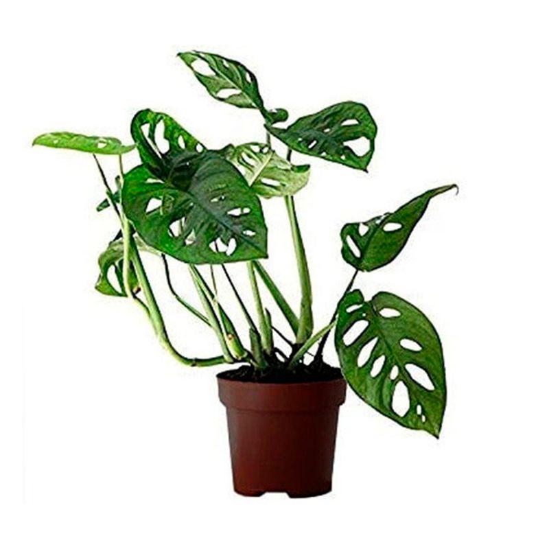 Planta-Petit-Sef-15-Cm-1-995663