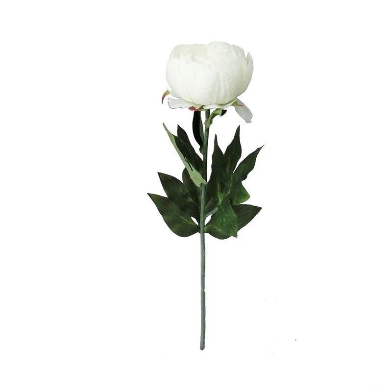 Peonia-48-Cms-Blanca-Krea-1-1009493