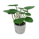 Planta-En-Maceta-D1-Krea-1-1009394