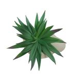 Suculenta-Dis-4-Krea-4-1023178