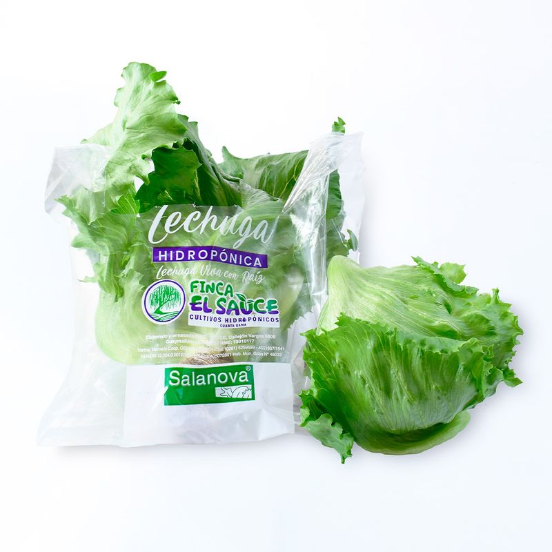 Lechuga-Repollada-Finca-El-Sauce-1-1030692