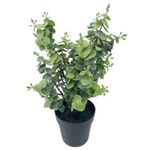 Planta-En-Maceta-D6-Krea-2-1022990