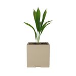 Maceta-Plastica-Cubo-Beige-30x30-Cm-Amalfi-1-1037575